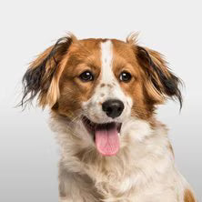 Köpekler