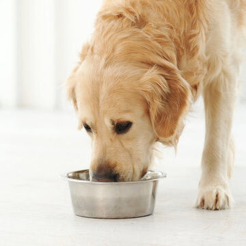 Köpek Maması