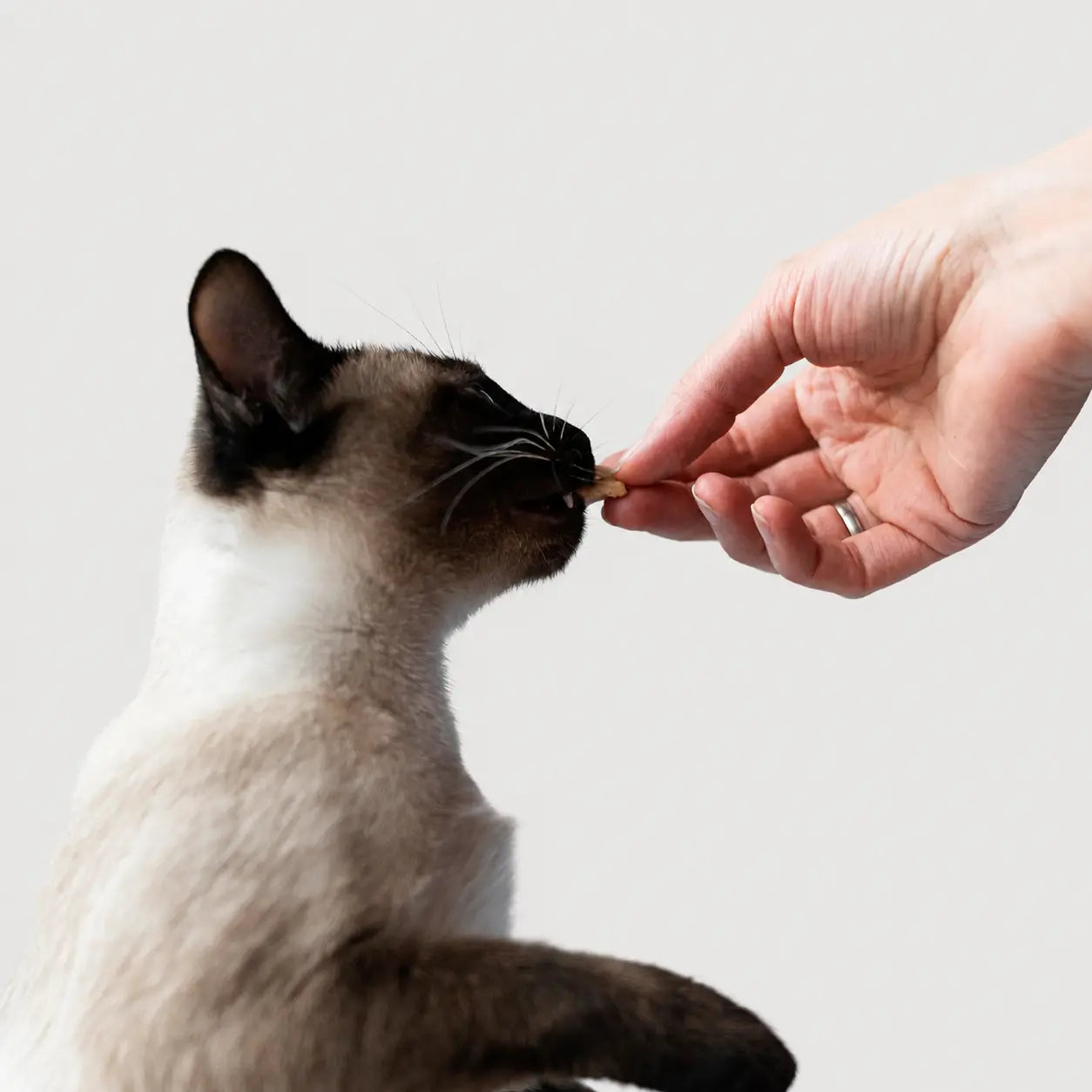 Kedi Ödül Maması