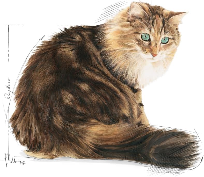 Royal Canin Ageing +12 Gravy Yaşlı Kedi Yaş Maması, 85g