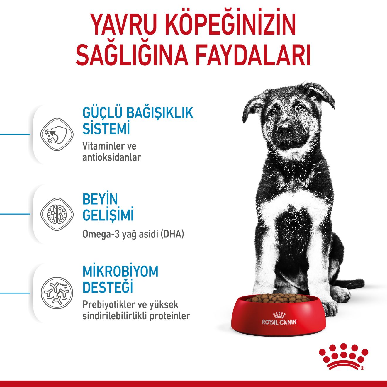 Royal Canin Maxi Puppy Büyük Yavru Köpek Maması, 15Kg