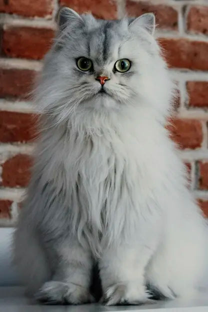 Catz & Dogz | Premium Pet Shop ve Online Pet Market