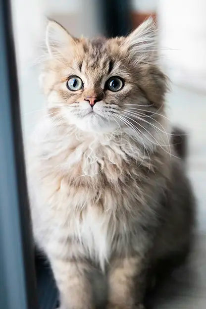 Catz & Dogz | Premium Pet Shop ve Online Pet Market