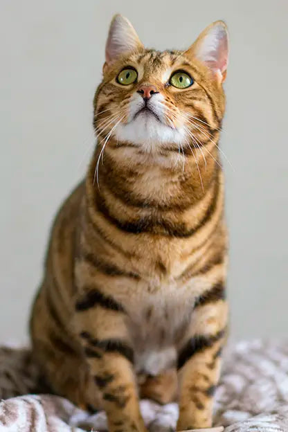 Catz & Dogz | Premium Pet Shop ve Online Pet Market