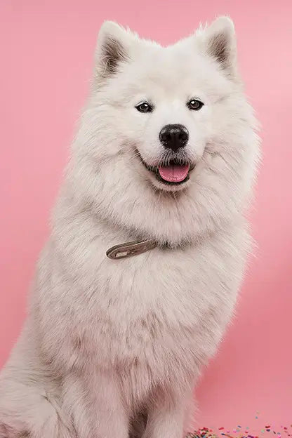 Catz & Dogz | Premium Pet Shop ve Online Pet Market