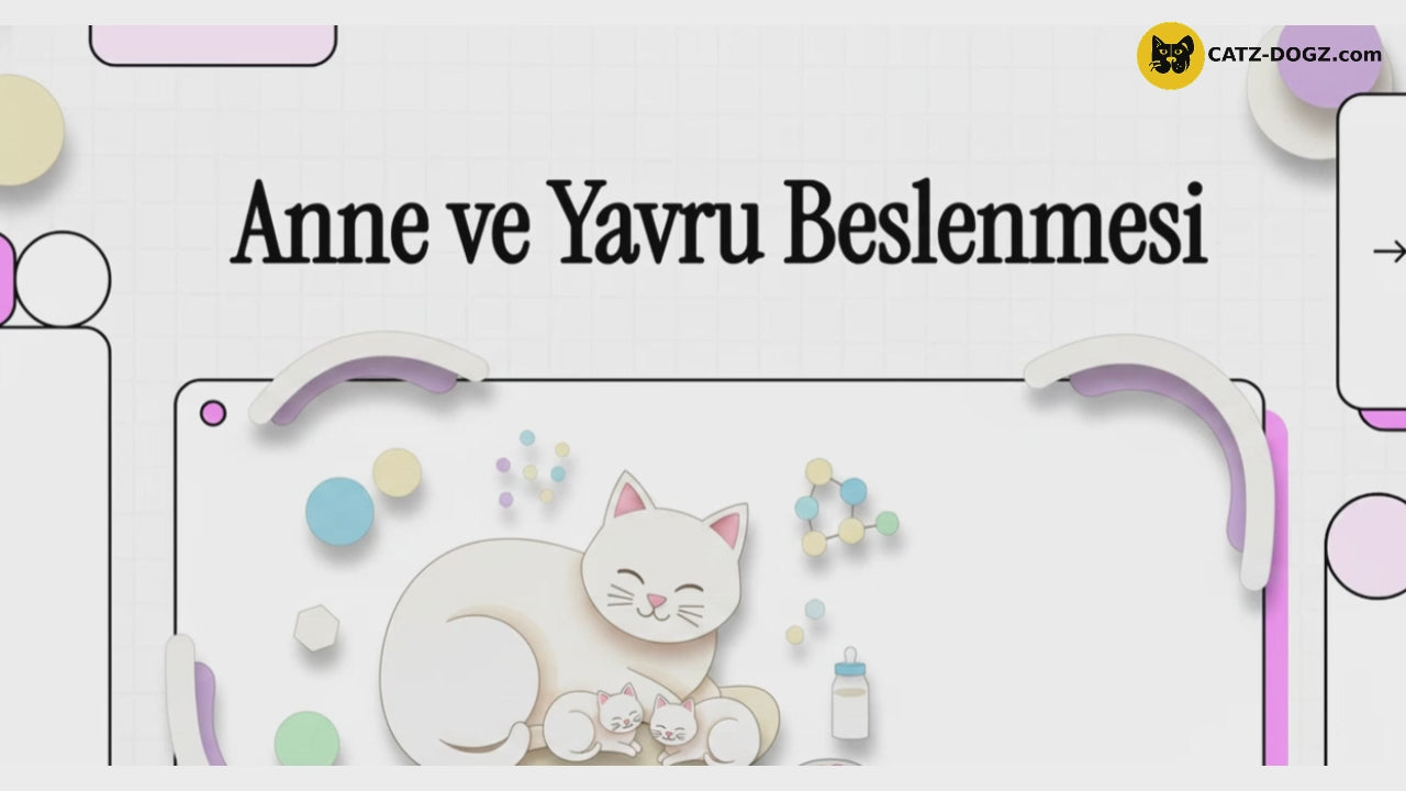 Videoyu yükle: 